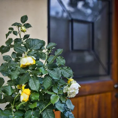 Easy Welcome Black Pearl *
