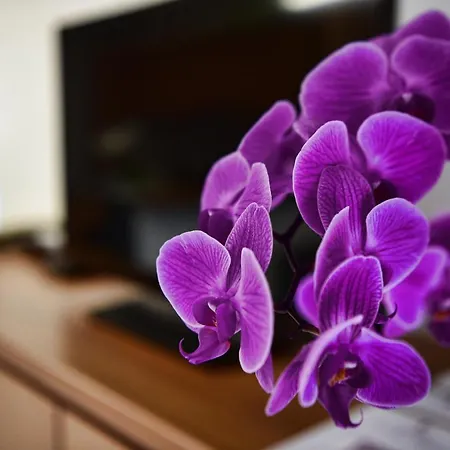 Apartment Easy Welcome Black Pearl *
